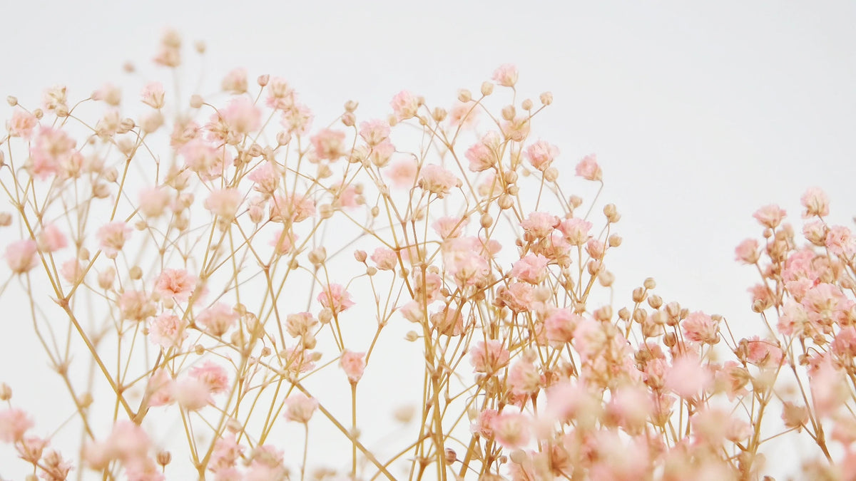 Flores Secas Paniculata