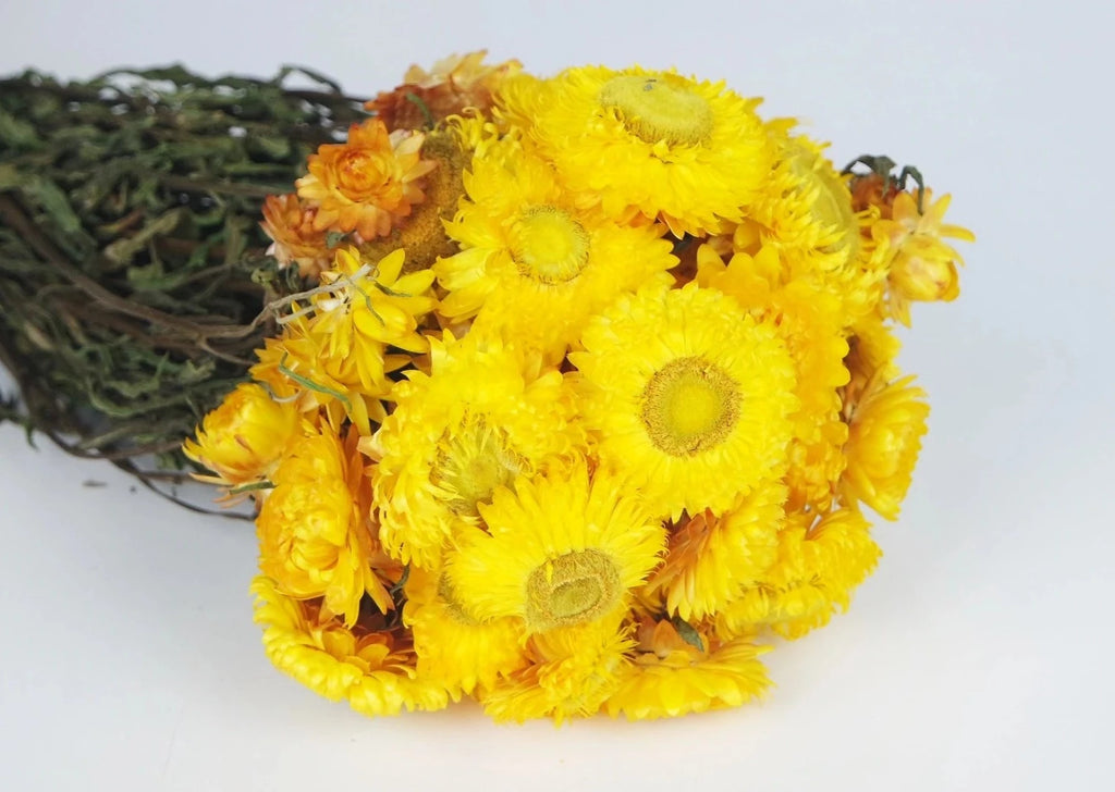 Flor seca Helicriso amarillo