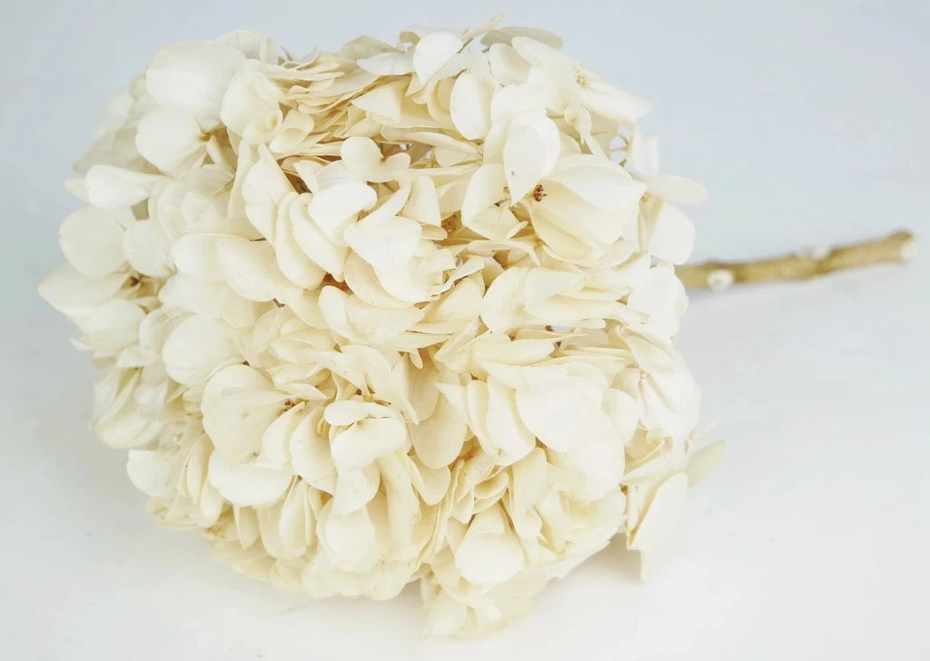 Hortensia preservada blanca