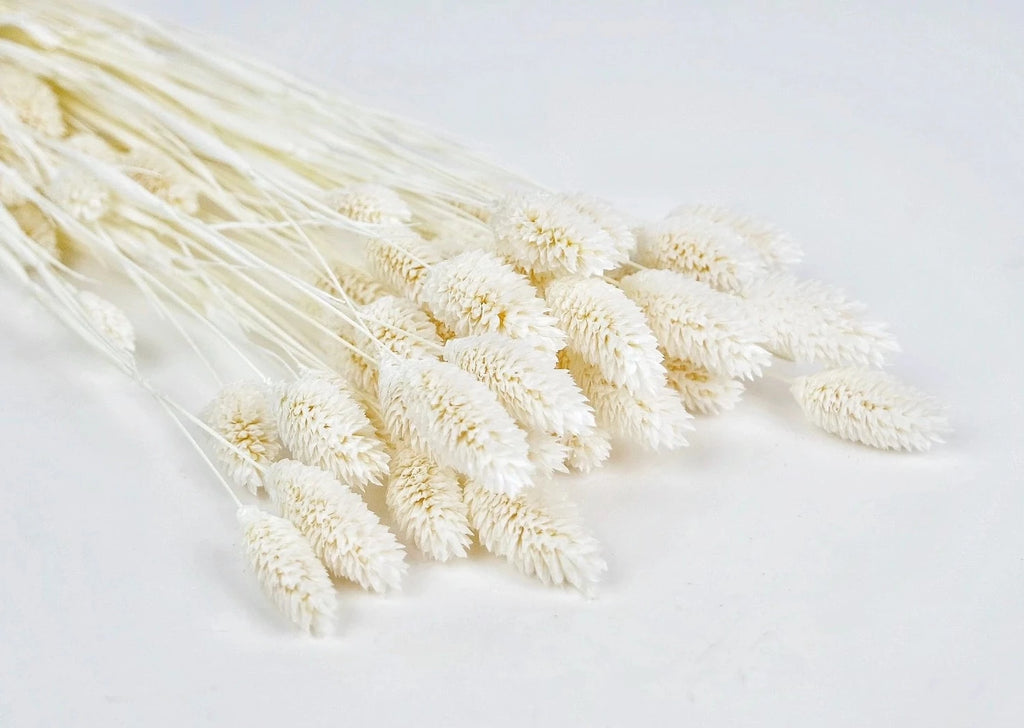 Flor seca phalaris blanco