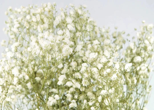 Flores secas Blancas