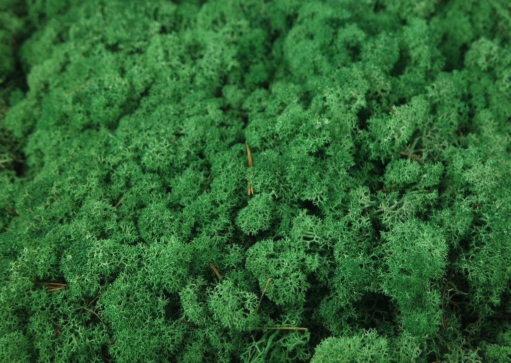musgo preservado verde