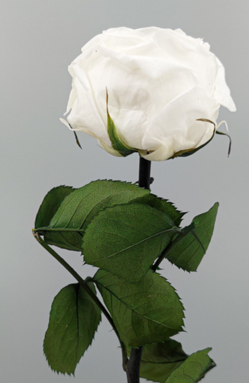 Rosa Inglesa preservada tallo Blanco