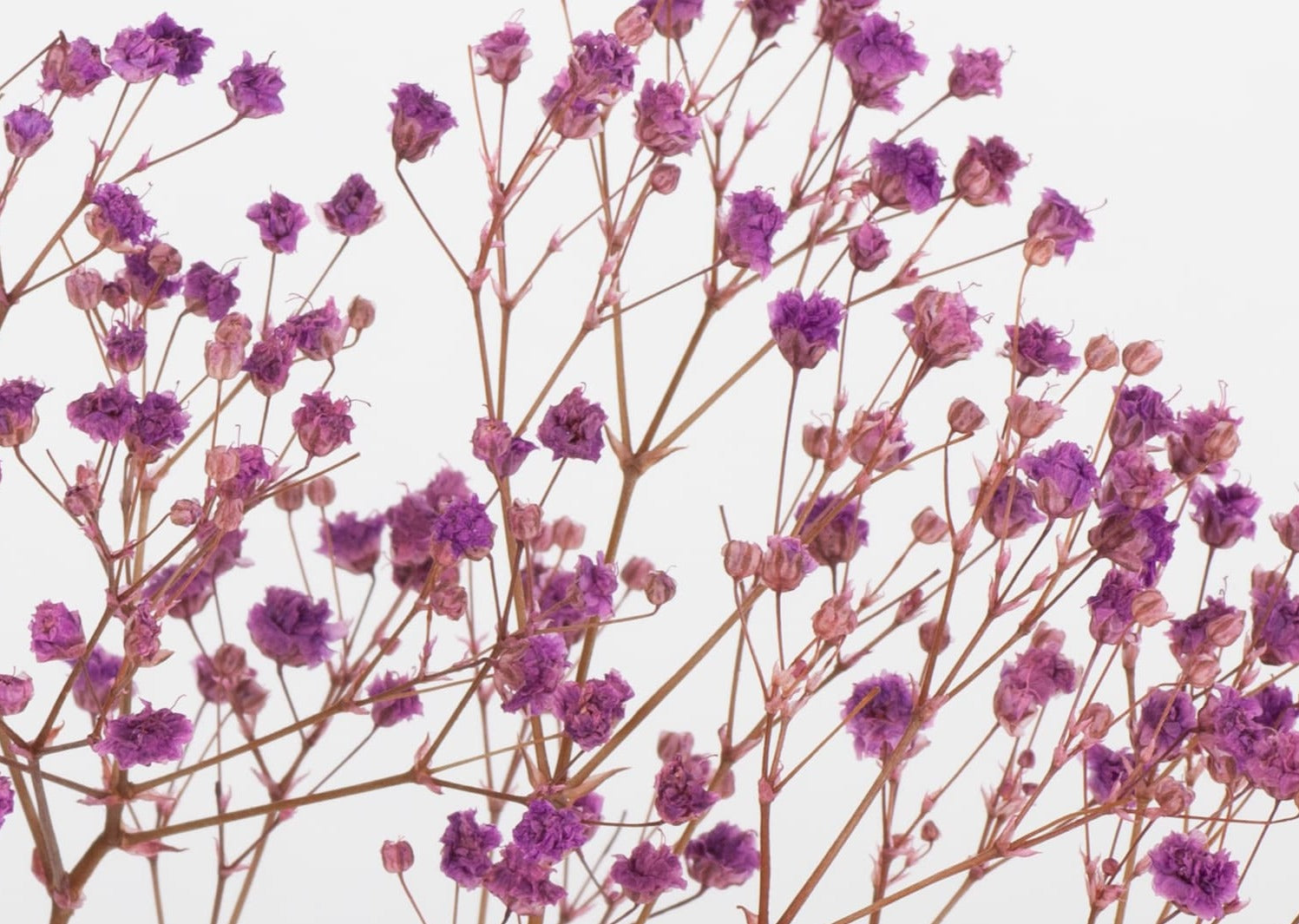 Paniculata Preservada - Flores Akita