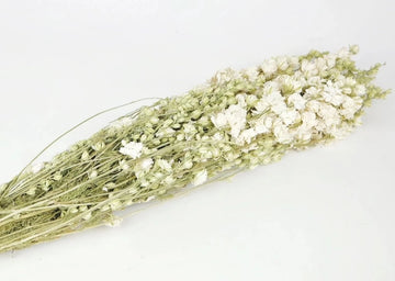 Flor seca Delphinium blanco
