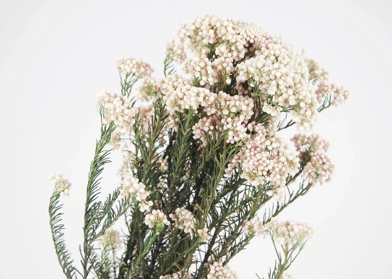 Flor de arroz preservada blanca