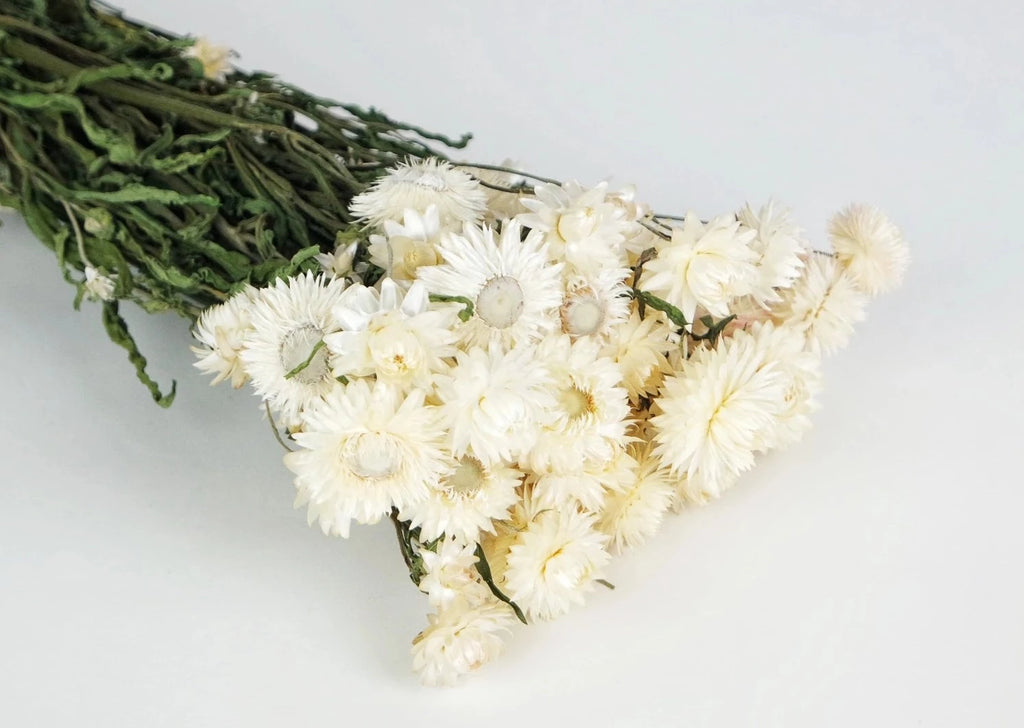 Flor seca Helicriso blanco