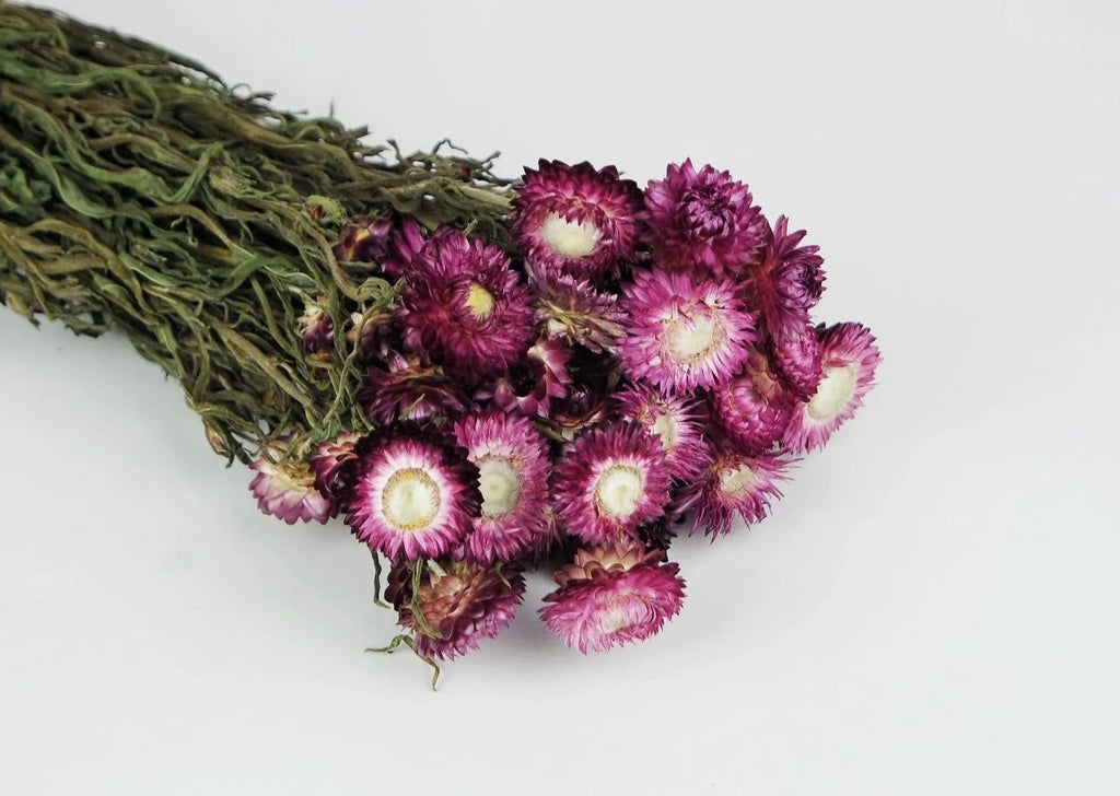 Flor seca Helicriso fucsia