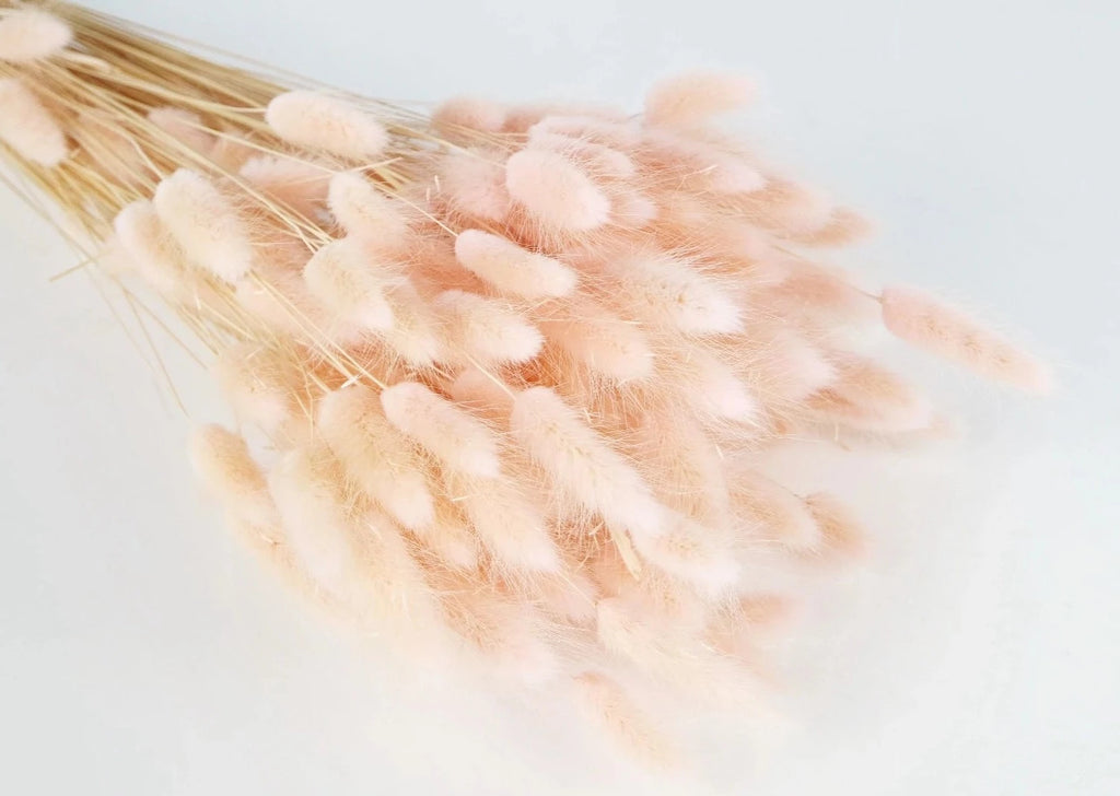 Flor seca Lagurus - Cola de conejo rosa pastel