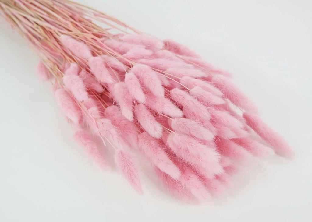 Flor seca Lagurus - Cola de conejo rosa