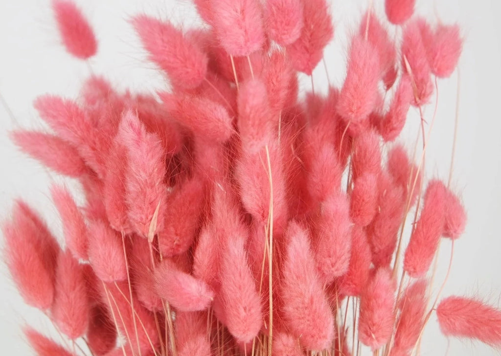Flor seca Lagurus - Cola de conejo rosa