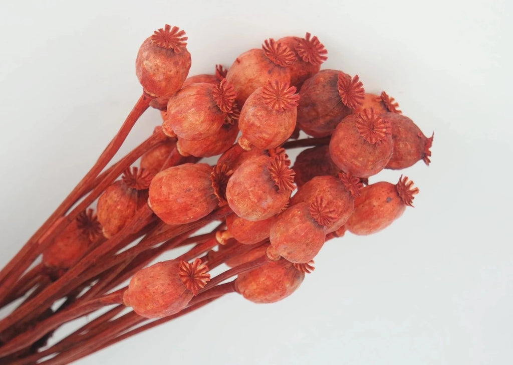 Flor seca Papaver amapola rojo