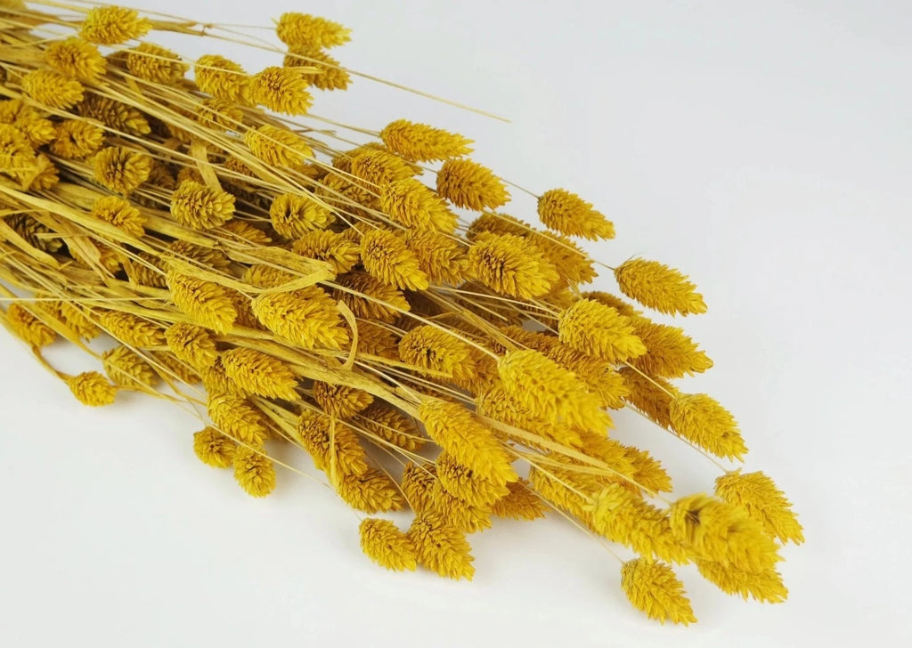 Flor seca phalaris amarillo