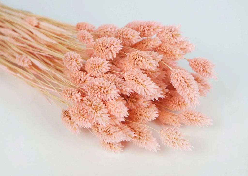 Flor seca phalaris rosa