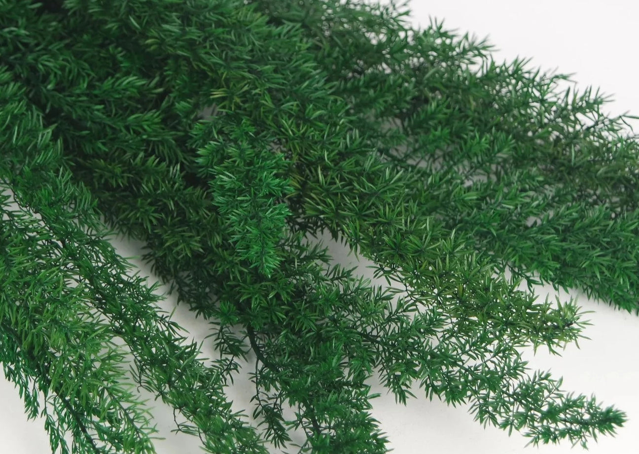 Esparraguera foxtail